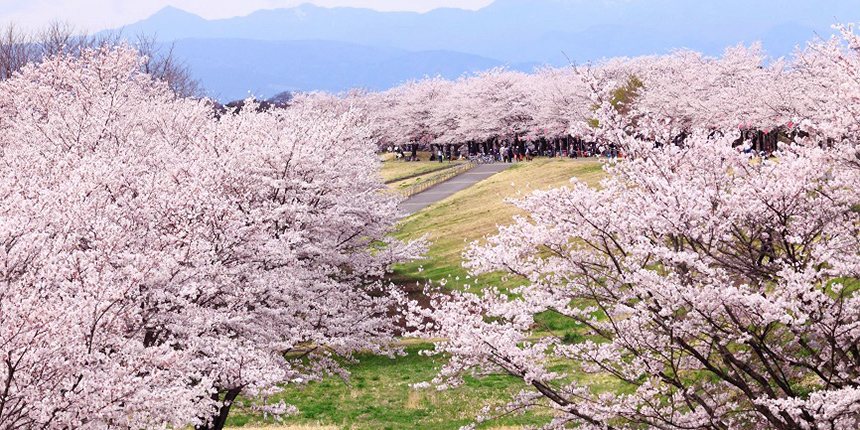 桜並木