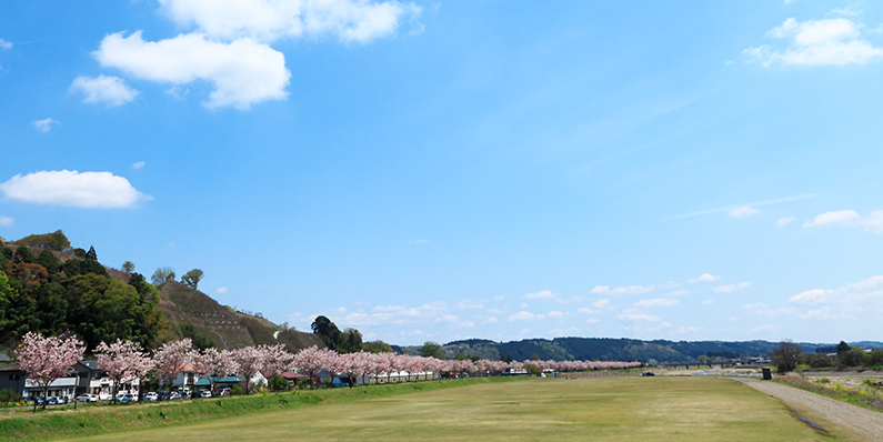 喜連川荒川の桜