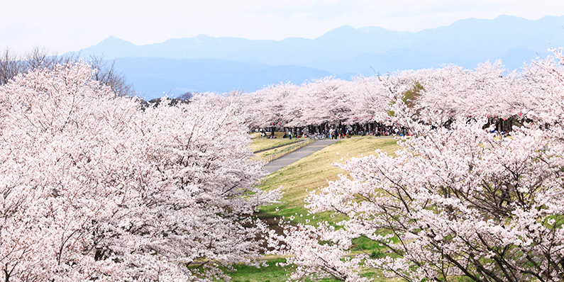 氏家の桜