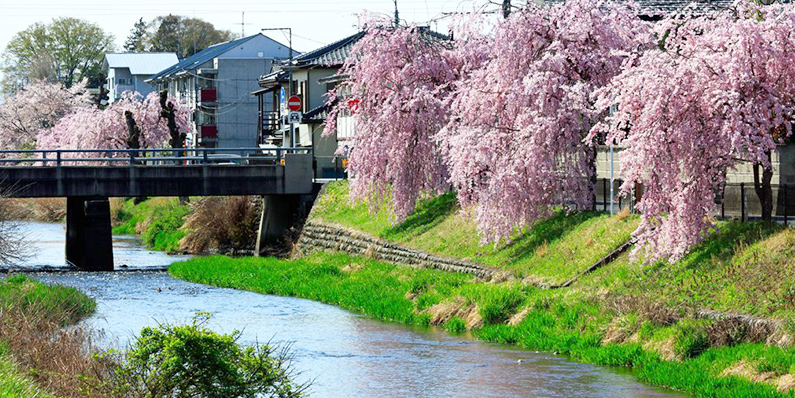 草川のしだれ桜