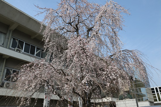 市役所しだれ桜