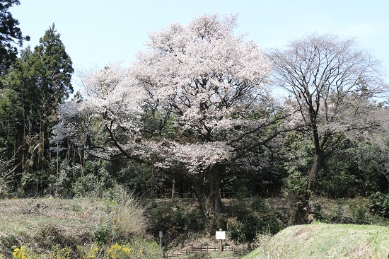 将軍桜