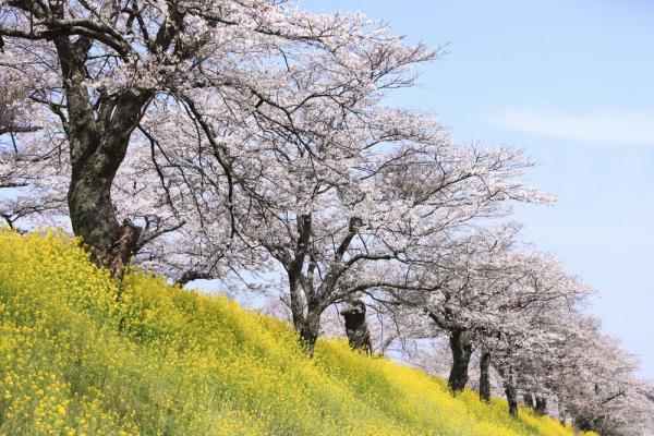 早乙女の桜並木