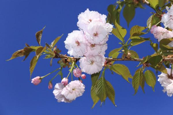 喜連川荒川桜