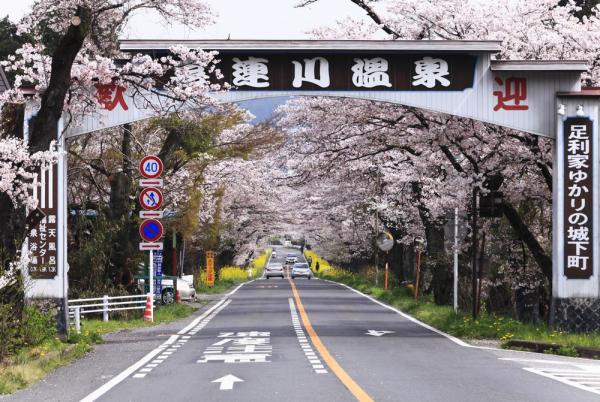 早乙女の桜並木