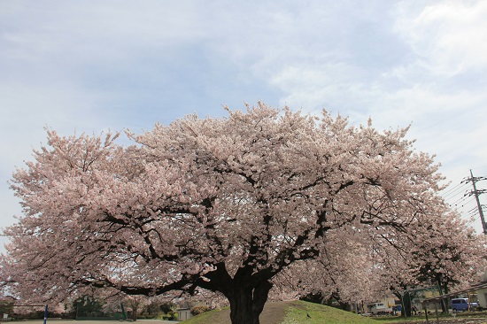 氏家小学校