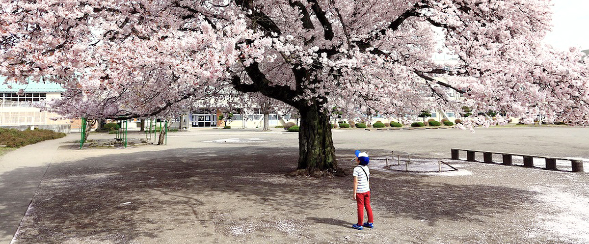 満開の桜を見上げる少年