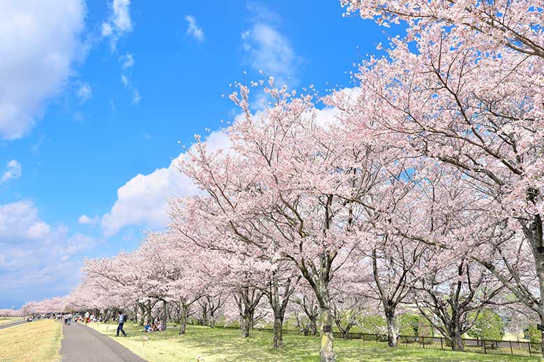 氏家ゆうゆうパーク【桜】