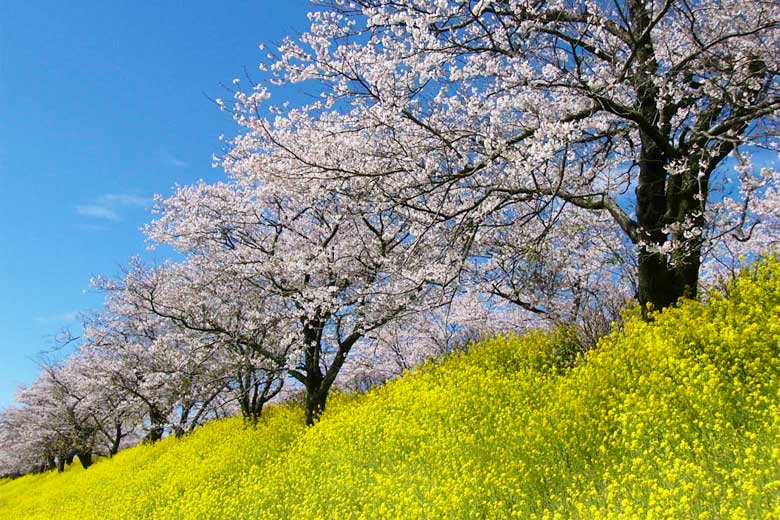 早乙女の桜並木