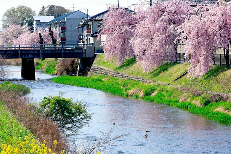 草川の枝垂れ桜