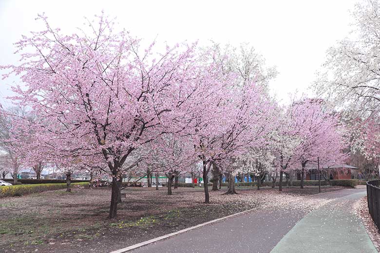 総合公園スタジアム周辺