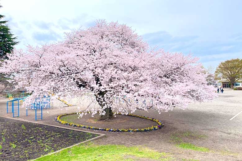 氏家小学校 大志桜