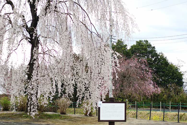 上阿久津 クラ桜 枝垂れ桜