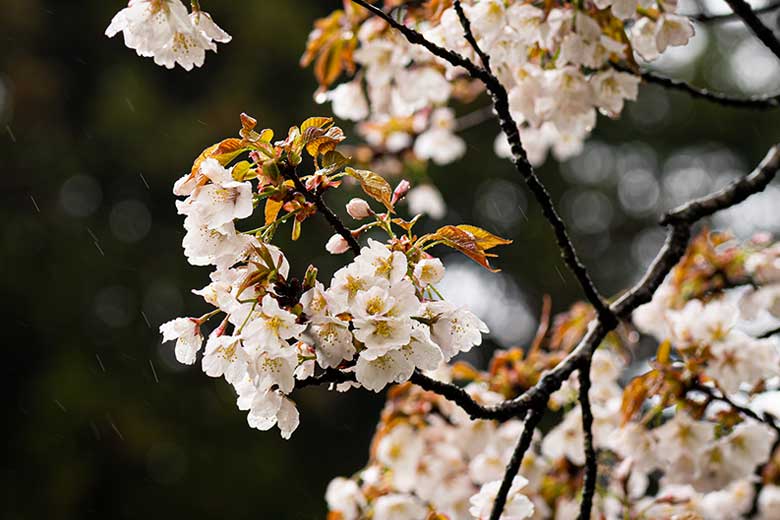 将軍桜