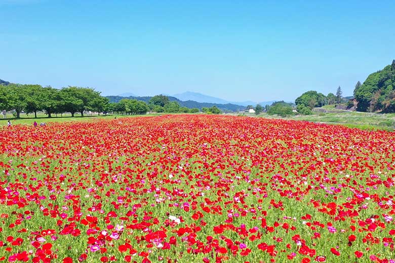 喜連川ポピー畑