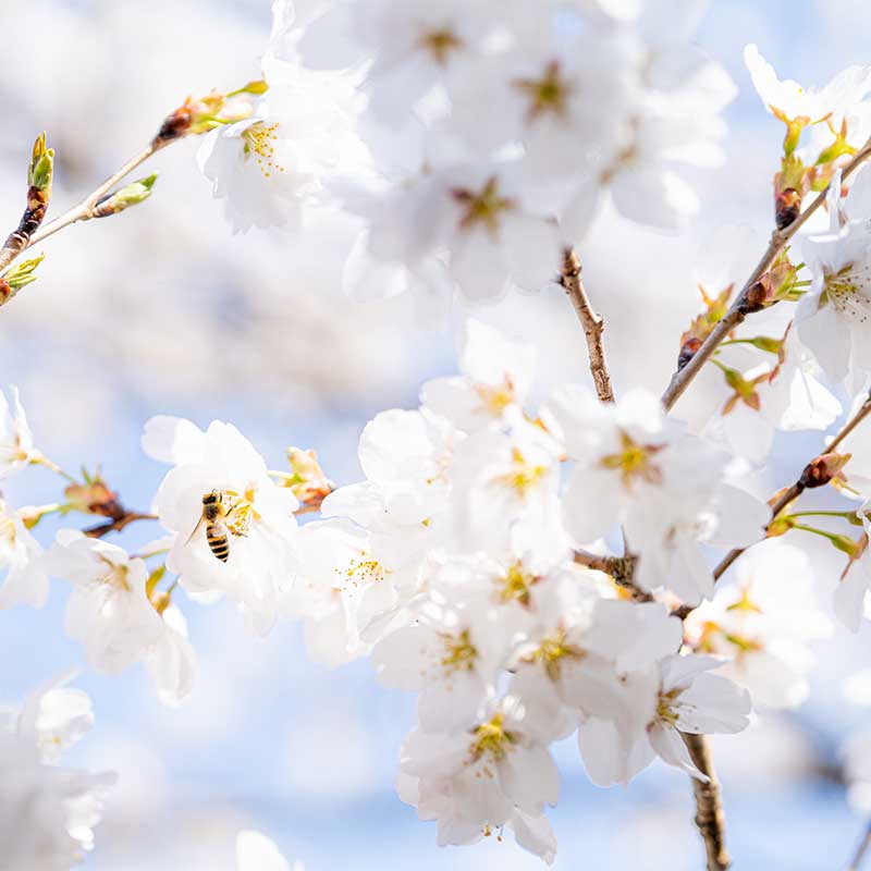 さくら市の桜