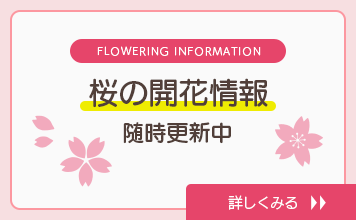 桜の開花情報