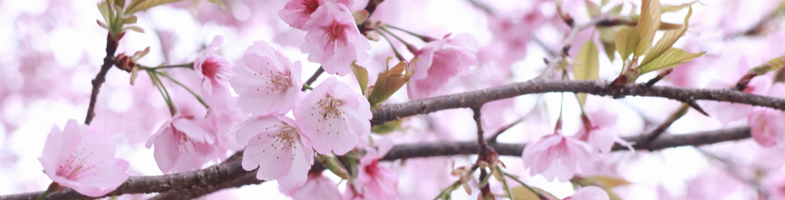 桜の花の写真