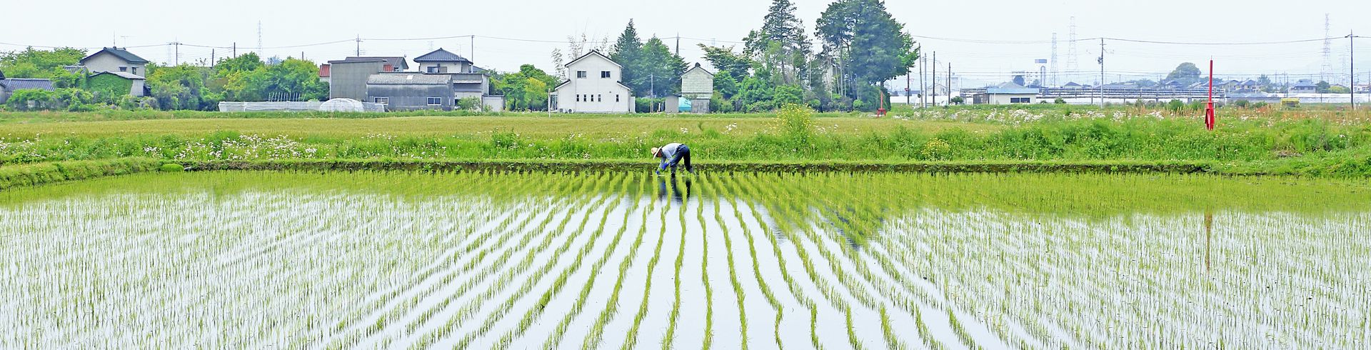 田植え風景