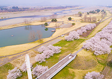 ゆうゆうパークの桜