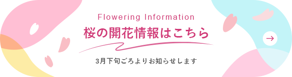桜の開花情報はこちら