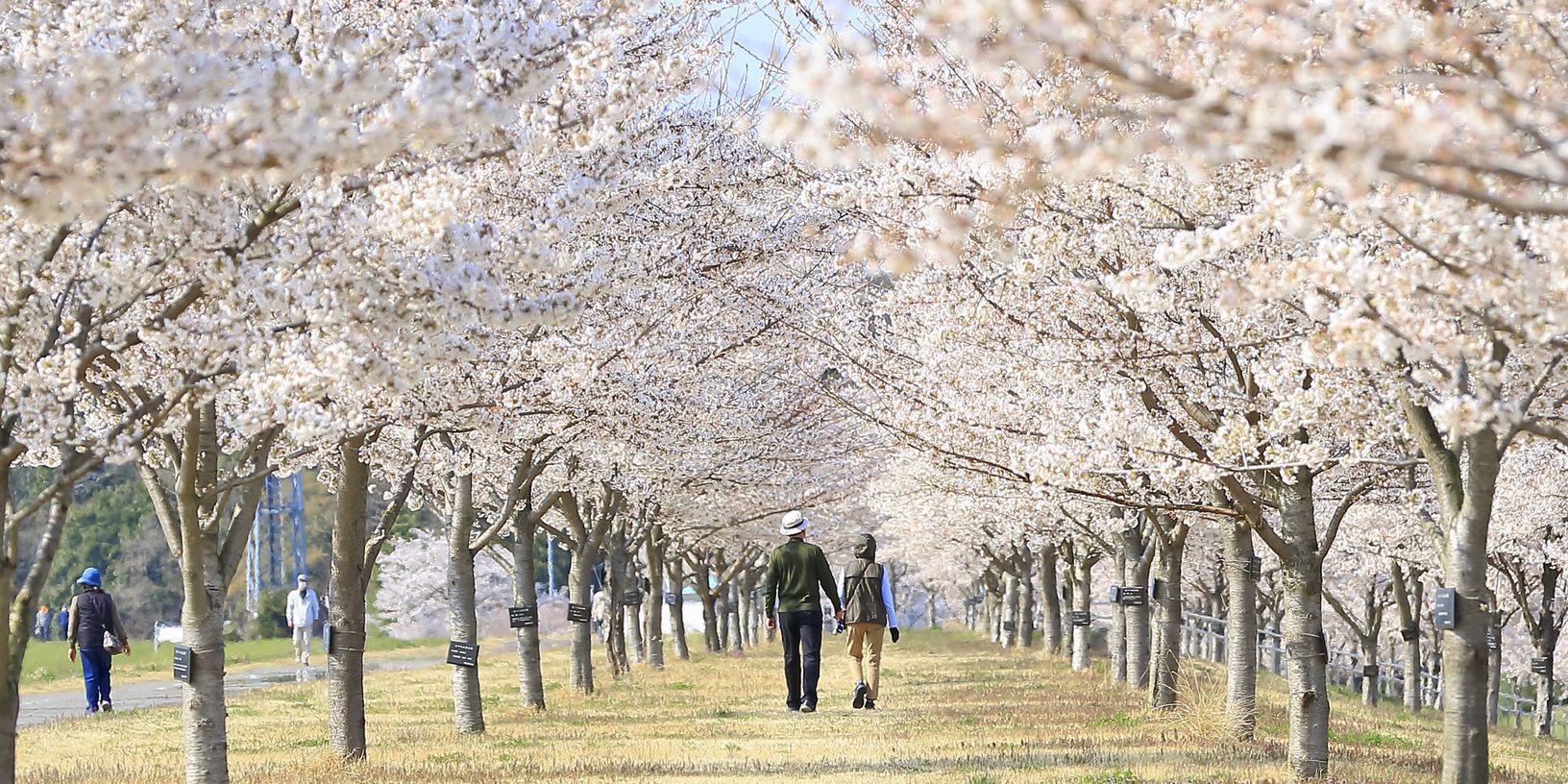 氏家ゆうゆうパーク桜づつみ
