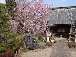 龍光寺の写真