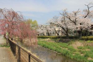 草川用水しだれ桜の写真1