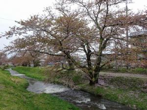 観音寺川桜並木の写真1