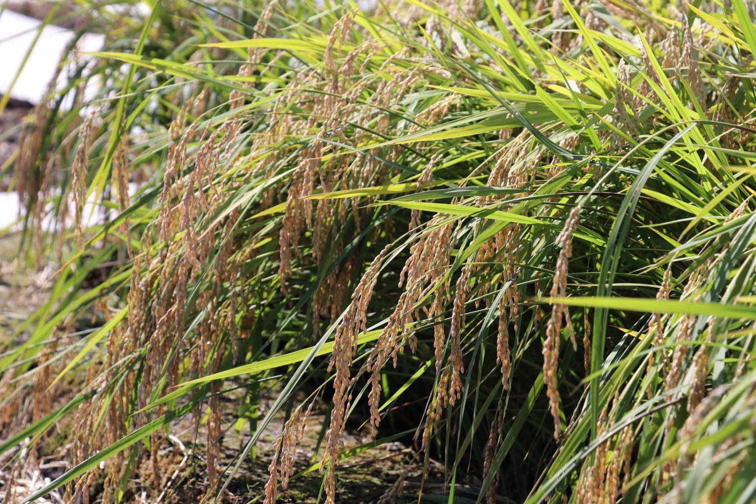 収穫された米の写真