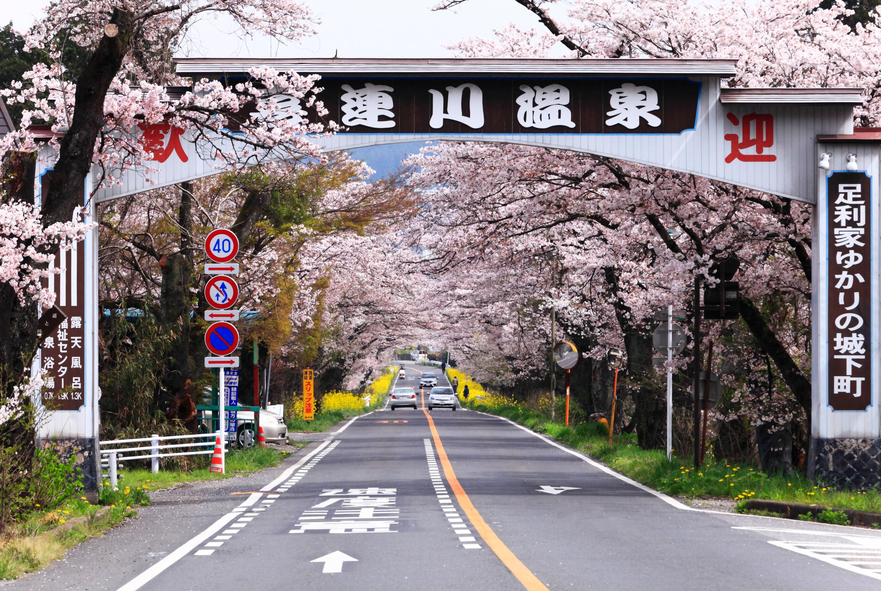 早乙女さくら並木2 早乙女さくら並木2