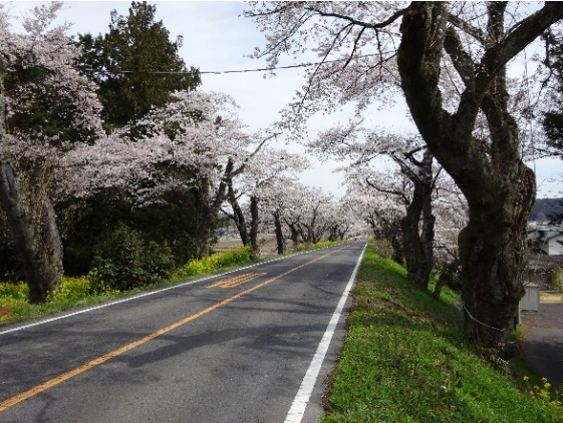 伐採前の早乙女の桜並木 旧早乙女の桜並木