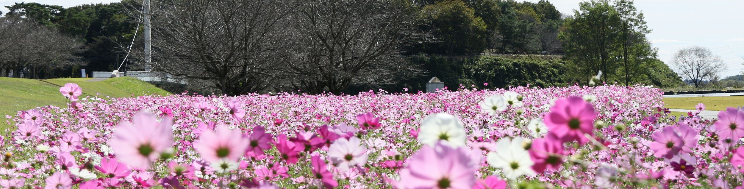 ゆうゆうパークのコスモスの写真