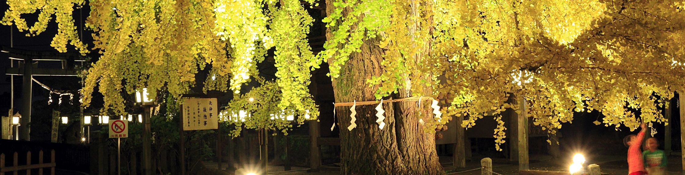 今宮神社の大イチョウの写真