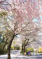 さくら市の桜